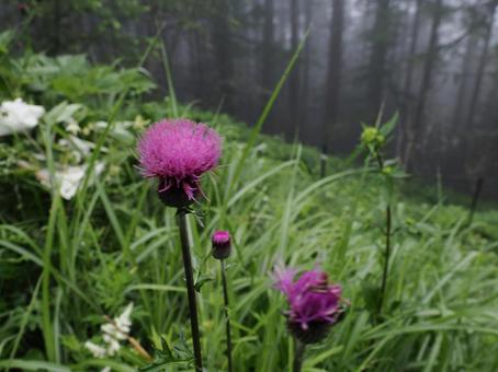 Thistle flower, JPG