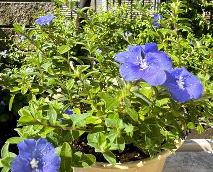 アメリカンブルー アメリカンブルー アメリカンブルー,花,夏の写真素材