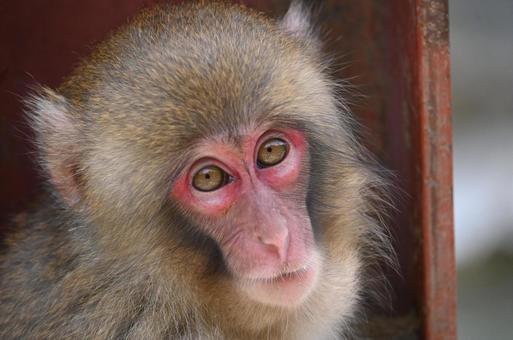 ニホンザル ニホンザルの写真