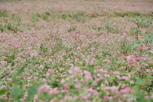 赤蕎麦の花畑3 赤蕎麦の花畑3の写真