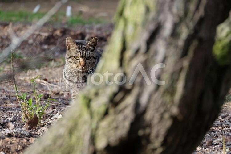 のぞく猫 猫,ネコ,ねこの写真素材