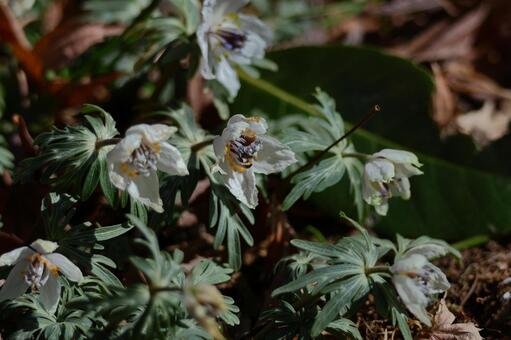 冬の妖精 節分草,花,キンポウゲ科の植物の写真素材