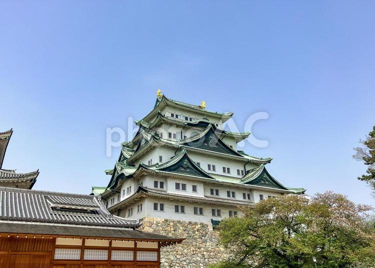 名古屋城 　外観 名古屋城,名古屋,城の写真素材