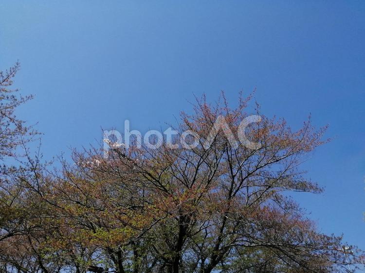 桜の花が散り芽吹く新芽と花と青空 桜,花,散るの写真素材
