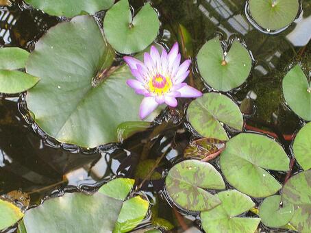 花と水面の写真