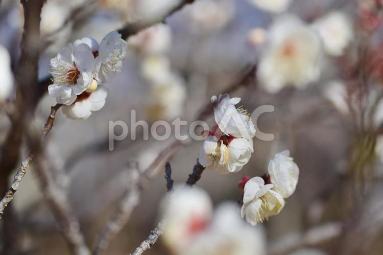 ＜春のイメージ＞梅の花 梅,花,梅花の写真素材