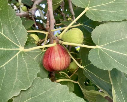 Photo, figs, real, red, 