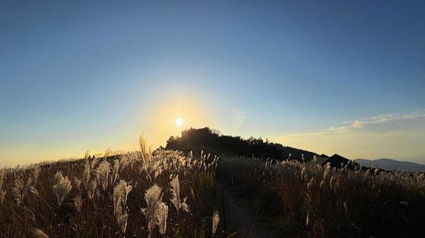 高原のサンセットとススキ すすき,ススキ,サンセットの写真素材