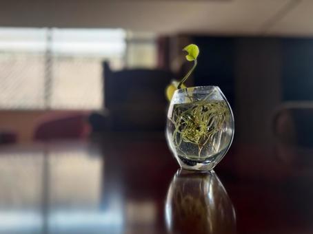 室内に置かれたガラスの植物が映える静物 室内に置かれたガラスの植物が映える静物 観葉植物,ガラス容器,水耕栽培の写真素材