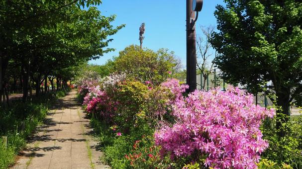 Spring at Nagisa Park and the azaleas along the walking path, Edogawa Ward, spring, azalea, flower, JPG