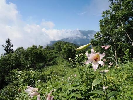 山野草・ササユリ(経ヶ岳) 山野草・ササユリ(経ヶ岳) ササユリ,花,植物の写真素材