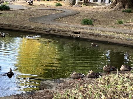 鴨の休憩 鴨,休憩,池の写真素材