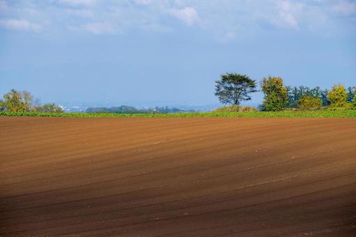 大地に刻まれた秋の畑のグラデーション 丘,大地,畑の写真素材