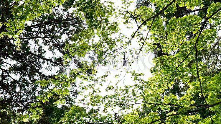 新緑紅葉の木漏れ日 木漏れ日,木,公園の写真素材