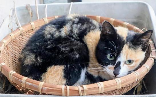 暖を取るの写真