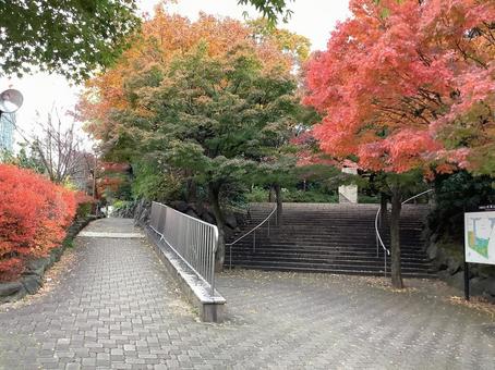 紅葉 モミジ,紅葉,中野区の写真素材