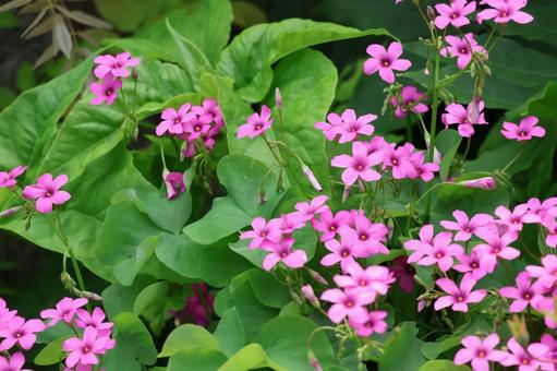 緑の葉とピンクの花びらのカタバミの花 緑の葉とピンクの花びらのカタバミの花 緑,葉,ピンクの写真素材