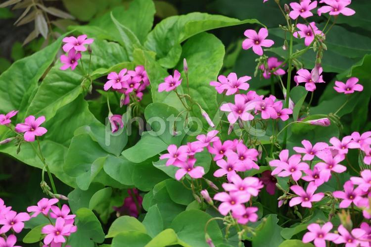 緑の葉とピンクの花びらのカタバミの花 緑,葉,ピンクの写真素材