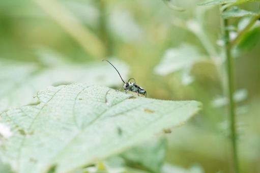 ラミーカミキリの昆虫写真03 ラミーカミキリの昆虫写真03の写真