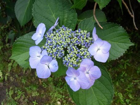 山間の草むらに咲いた青紫色のアジサイ アジサイ,花,植物の写真素材