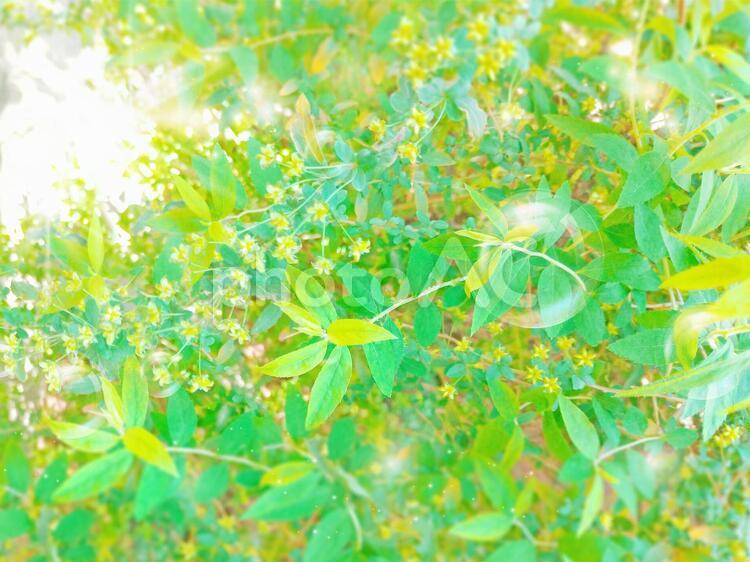 新緑のキラキラとシャボン玉　幻想的なイメージ 緑,葉,花の写真素材