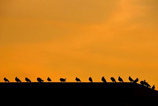 鳩1 鳩1 鳩,シルエット,整列の写真素材