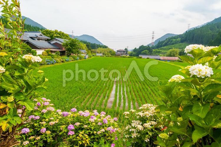 あじさいと水田 あじさい,紫陽花,アジサイの写真素材