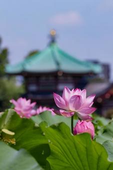 蓮 蓮 蓮,ハス,番傘の写真素材