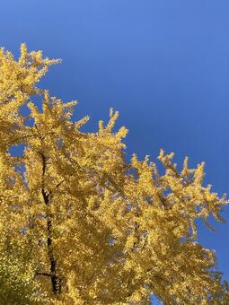 イチョウと青空 紅葉,黄葉,イチョウの写真素材