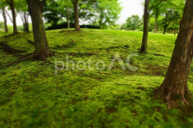 苔に覆われた丘 苔,緑,丘の写真素材
