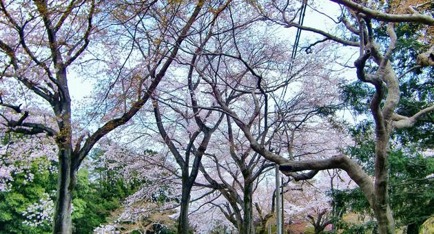 清水公園の桜-112 清水公園の桜-112の写真
