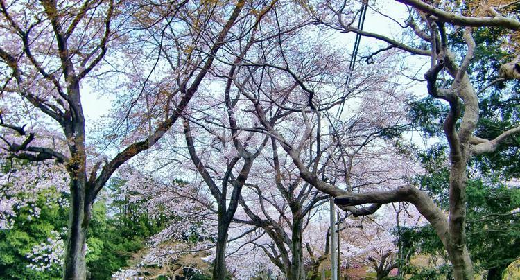 清水公園の桜-112 千葉県野田市,桜の木,幹の写真素材