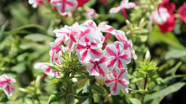 初秋の河口湖畔の宿根フロックスの花 初秋の河口湖畔の宿根フロックスの花 宿根フロックス,花,初秋の写真素材