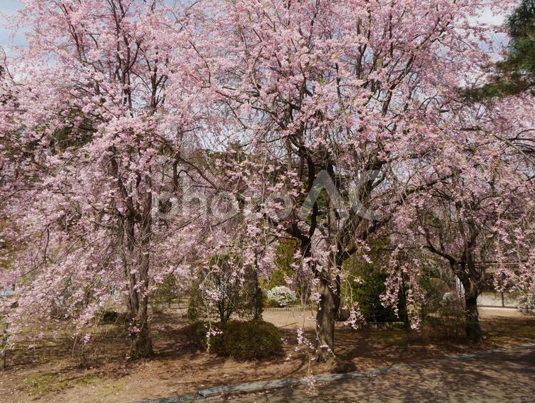 真楽寺の桜 真楽寺,桜,満開の写真素材