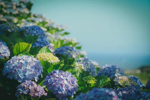 Hydrangea and the sea, JPG