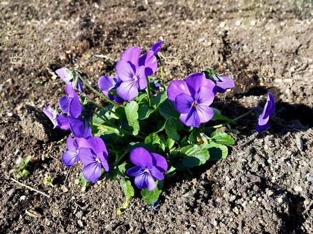パンジーの花 パンジー,花,花壇の写真素材