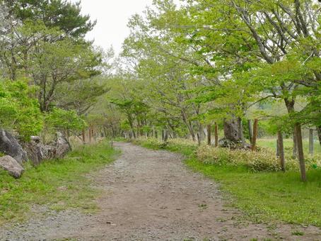 八島湿原 遊歩道,道,ハイキングの写真素材