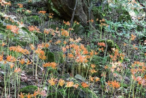 八幡岳のオオキツネノカミソリ 八幡岳のオオキツネノカミソリの写真