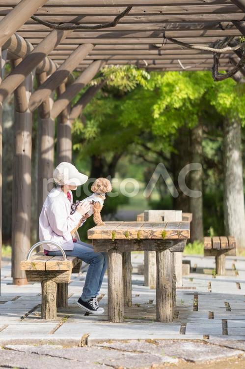 春の公園で散歩するトイプードル トイプードル,トイプー,景色の写真素材