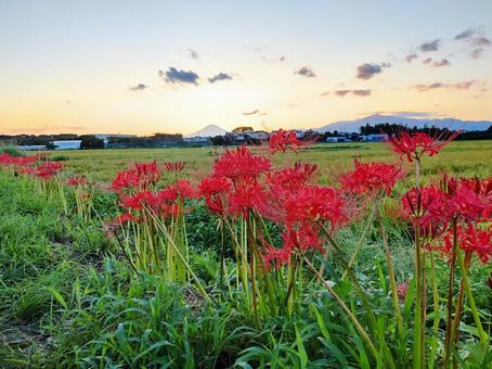 夕暮れの田んぼと彼岸花 彼岸花,ヒガンバナ,田んぼの写真素材