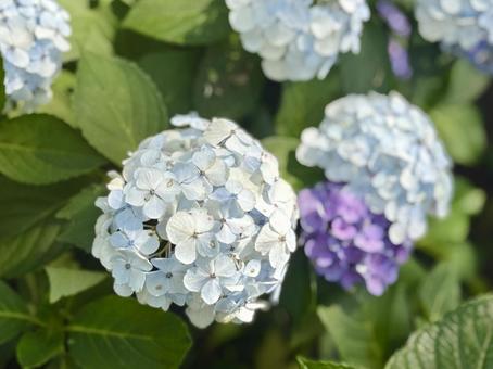 Hydrangea, JPG