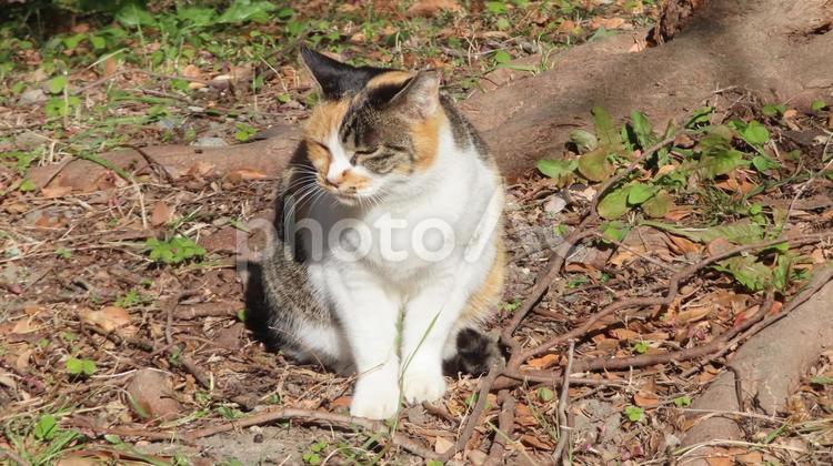 睡魔に負けそうなモフモフでカワイイ三毛猫 三毛猫,猫,日向ぼっこの写真素材