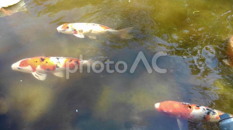 錦鯉５ ドイツ三色,ドイツ大和,泳ぐ宝石の写真素材