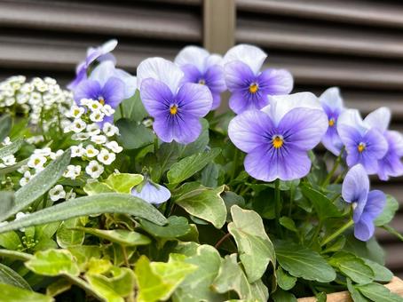 さわやかブルーのビオラ ビオラ,花,植物の写真素材