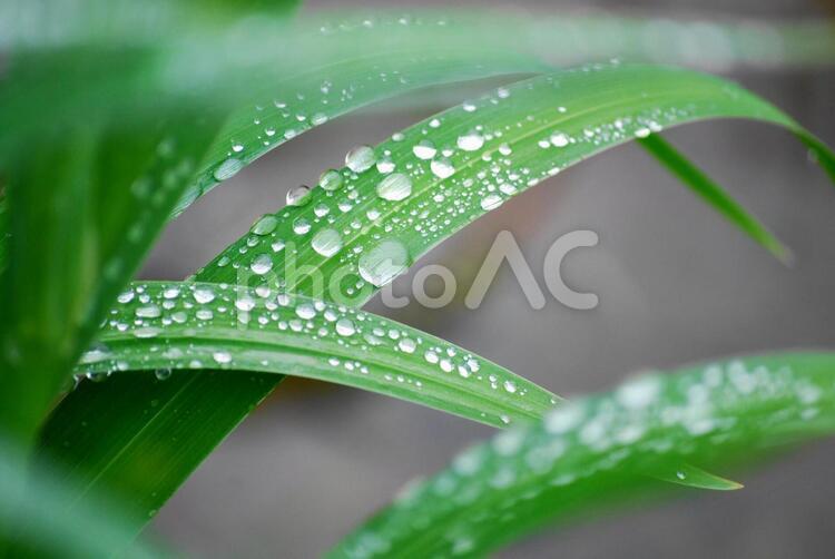 雨上がり...雨粒たちの休憩 葉,雨,菖蒲の写真素材