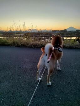 夕焼けと富士山と柴犬！ 犬,柴犬,シバの写真素材