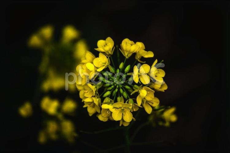 ＜五島の春景＞冬に咲いた夜明けの菜の花 風景,花,菜の花の写真素材