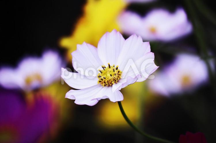 秋の美しい白いコスモス コスモス,花,秋桜の写真素材