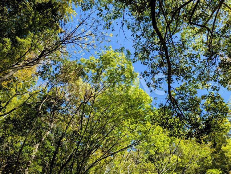 初夏の森林と青空　青空に映える新緑の森 新緑,森林,森の写真素材