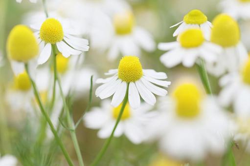 ジャーマンカモミール ジャーマンカモミール ジャーマンカモミール,カモミール,ハーブの写真素材